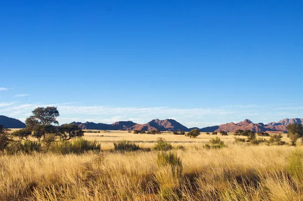 Afrikaanse savanne — Stockfoto