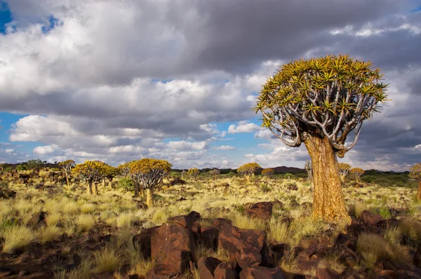 Quiver Tree Forest na Namíbia — Fotografia de Stock