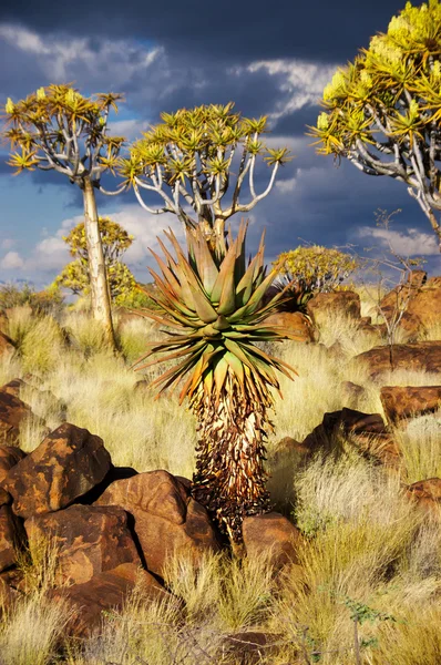 Las drzewa drgawek w Namibii — Zdjęcie stockowe