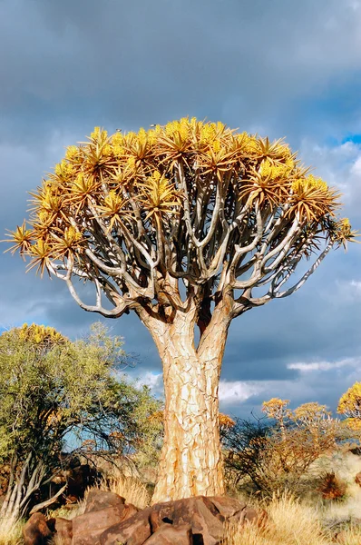 Φαρέτρα δάσος δέντρο στην Ναμίμπια — Φωτογραφία Αρχείου
