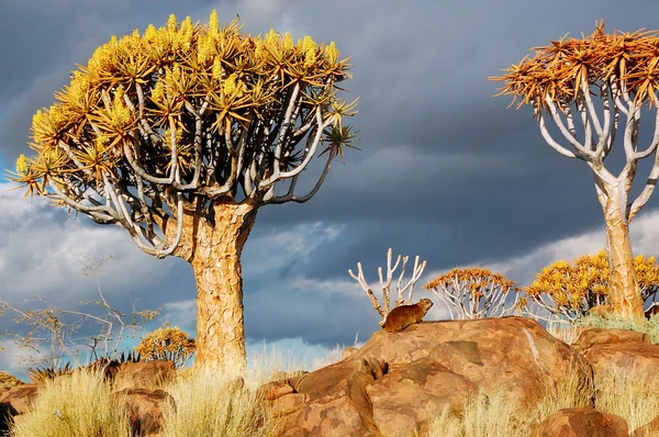 Quiver tree forest in Namibia — Stock Photo, Image