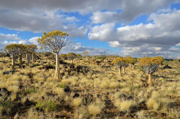 Quiver tree forest in Namibia — Stock Photo, Image