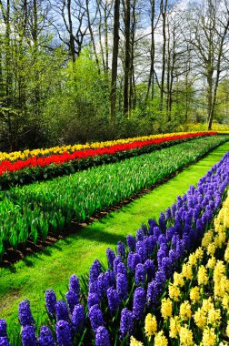 güzel bahar çiçekleri keukenhof Park