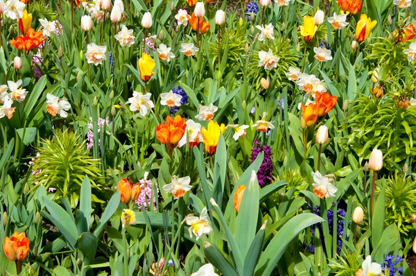 Våren blommor bakgrund — Stockfoto