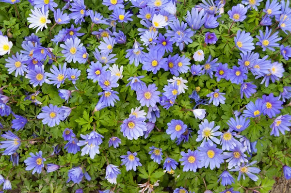 Marguerites violettes — Photo