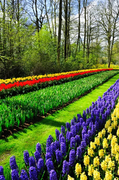 Beautiful spring flowers in Keukenhof park — Stock Photo, Image