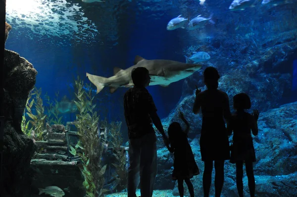 Silhouettes of family with two kids in oceanarium — Stock Photo, Image