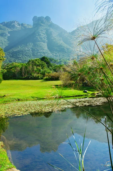 KIRSTENBOSCH botanik bahçeleri — Stok fotoğraf