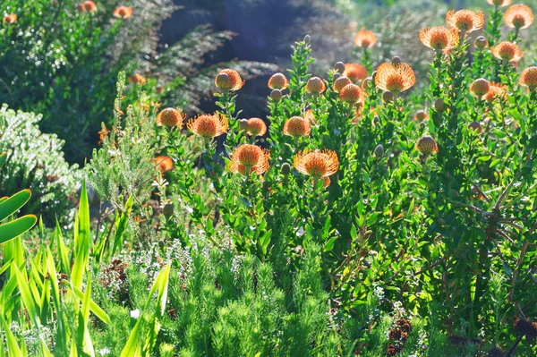 Jardins botaniques de Kirstenbosch — Photo