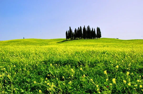 Beautiful Tuscany landscape — Stock Photo, Image