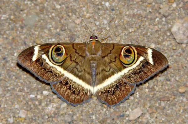 Borboleta da noite — Fotografia de Stock