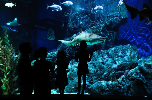 Silhouettes of family with two kids in oceanarium — Stock Photo, Image