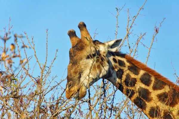 Giraffe eten — Stockfoto