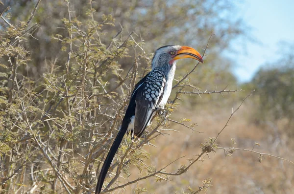 Africké hornbill pták v Krugerově národním parku — Stock fotografie