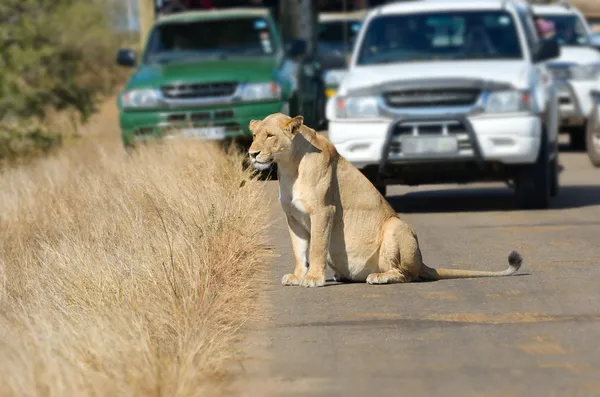 Leoa e carros na estrada no parque nacional de Kruger — Fotografia de Stock