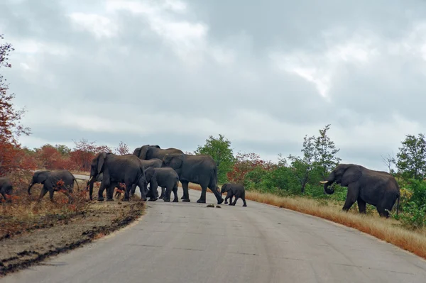Sloni přes silnici v Krugerově národním parku — Stock fotografie