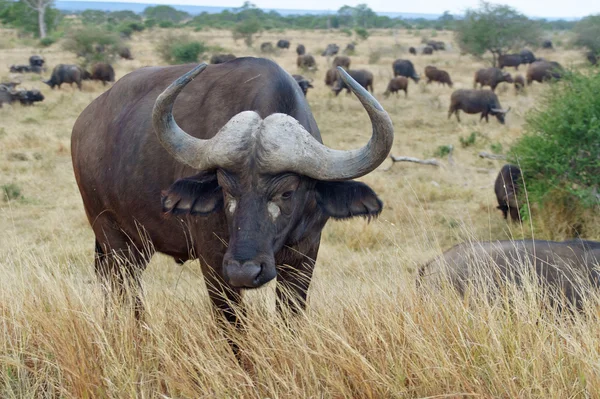 Buffalo v národním parku kruger — Stock fotografie