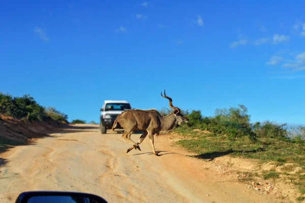 Kudu antelope crossing road in Kruger National Park — Stock Photo, Image