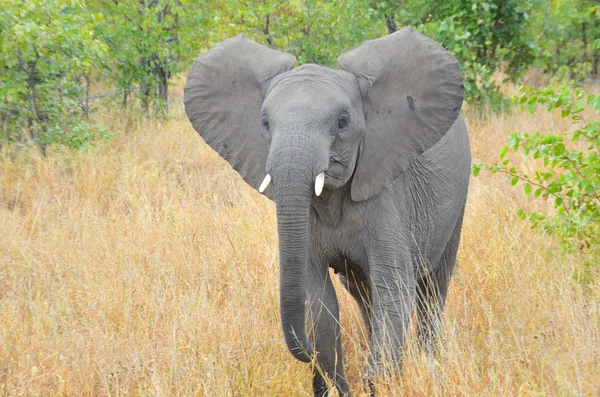 Bezerro de elefante no parque nacional de Kruger — Fotografia de Stock