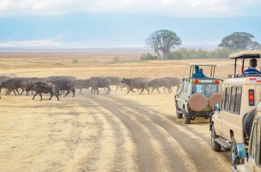 Afrika, turist Kruger national park, Güney Afrika'nın vahşi yaşam Savannah yol geçiş buffalos izlerken cip safari
