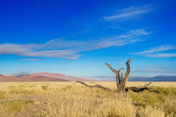 Afrikanskt Landskap Vackra Sanddyner Träd Och Natur Namib Öknen Sossusvlei — Stockfoto