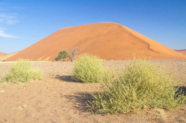 Paisaje Africano Hermosas Dunas Atardecer Árboles Naturaleza Del Desierto Namib — Foto de Stock