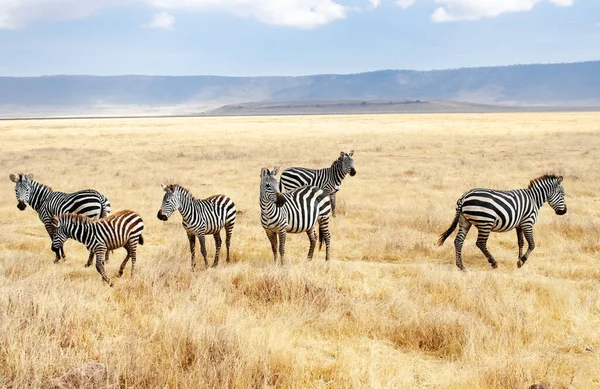 Zebras Grassland Savanna Africa Maasai Mara National Park Kenya African — стокове фото