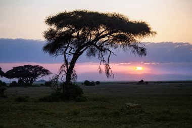 Afrika savanasında güzel bir gündoğumu ya da gün batımı Akasya ağacı, Masai Mara ulusal parkı, Kenya, Afrika