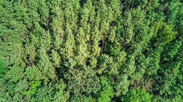 Widok Góry Lotu Ptaka Dzikie Lasy Zielone Drzewa Góry Sosnowe — Zdjęcie stockowe