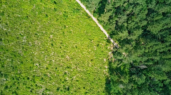 Wild Forest Landscape Path Forest Clearance Aerial Drone View Green — стоковое фото