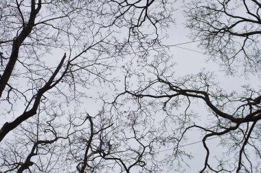 Gökyüzünün arka planında ağaçların çıplak dalları. Soyutlama, alt görüş. Kasım, sonbaharın sonu.