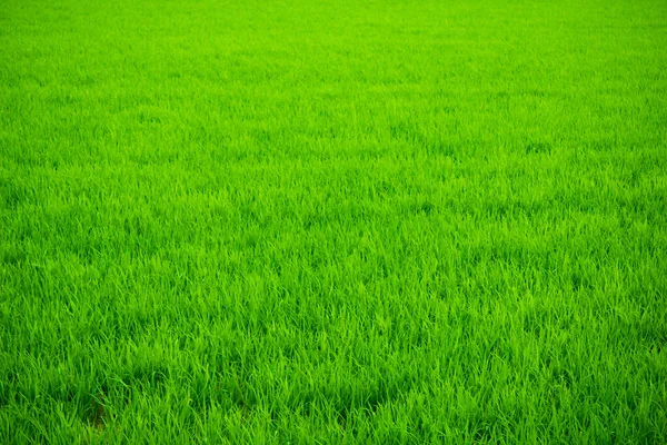 Erba Verde Brillante Campo Infinito Freschezza Succosità Saturazione Vignettatura — Foto Stock