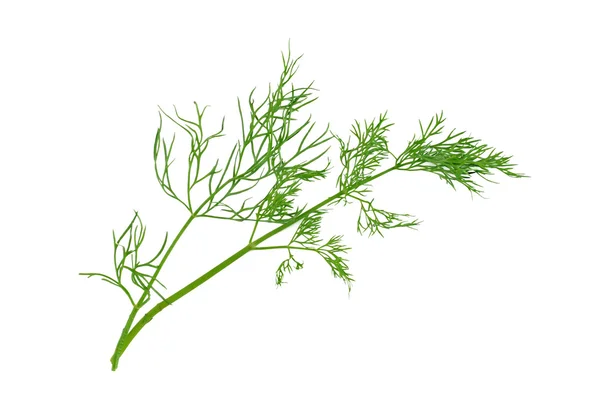 Dill isolated on white background — Stock Photo, Image