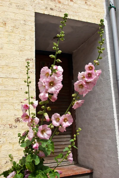 Pink hollyhock (Althaea rosea) — Stock Photo, Image