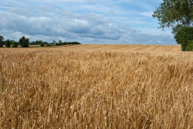 buğday alan güzel manzara arka plan