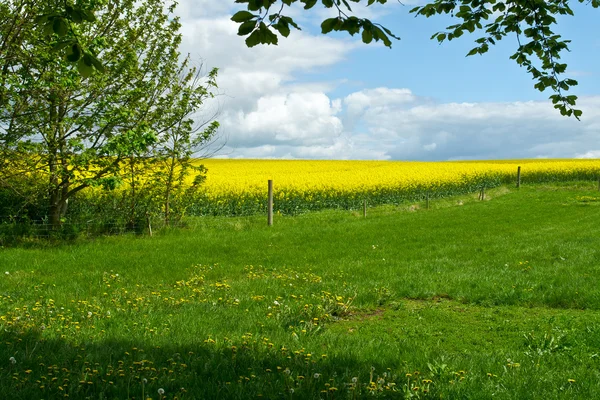 Gele verkrachting veld zomer landschap in bloei — Stockfoto