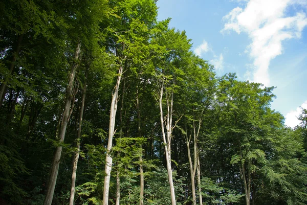 Uzun boylu ağaçlar, güzel orman yatay — Stok fotoğraf