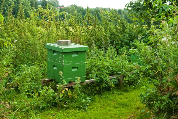 Βιολογικό μέλι μέλισσα κυψέλη — Φωτογραφία Αρχείου