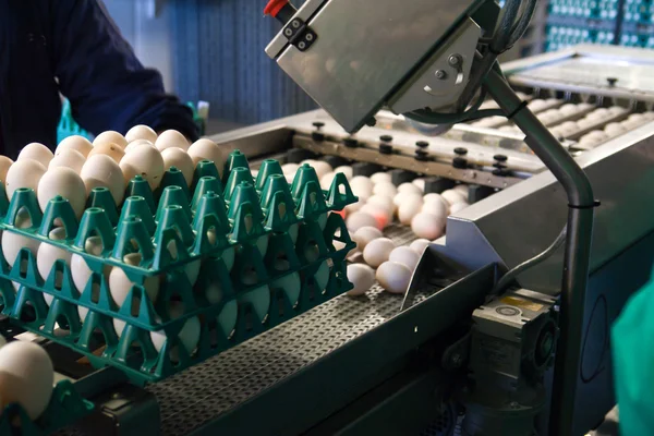 Eieren in een productielijn verpakking — Stockfoto
