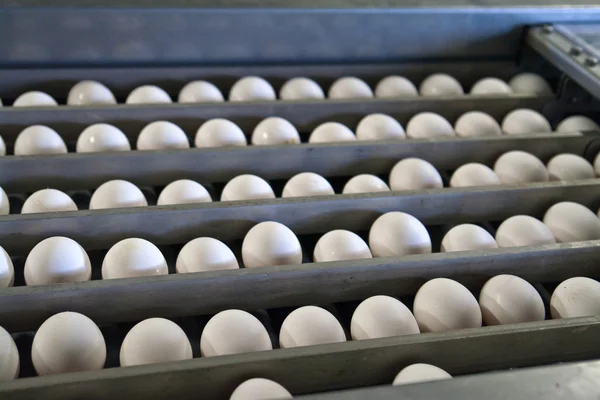 Eggs in a production line packing — Stock Photo, Image