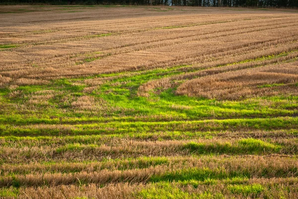 Jordbruksmark efter skörd — Stockfoto