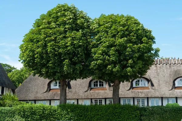 Δρύινα δέντρα μπροστά από ένα σπίτι — Φωτογραφία Αρχείου
