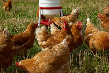 Free range organic chickens clipart