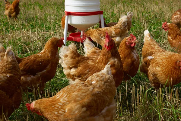 Pollos ecológicos de criadero libre — Foto de Stock