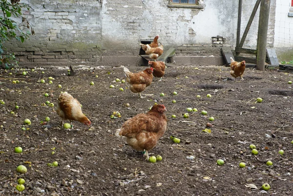 Vrije uitloop biologische kippen — Stockfoto