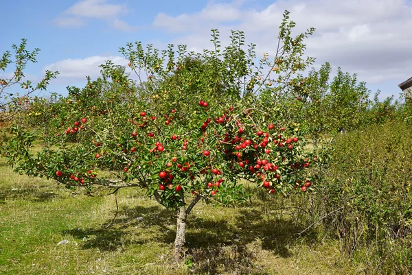 Mele rosse sugli alberi in un frutteto — Foto Stock