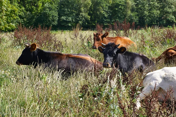 Op een groen veld weide grazende koeien — Stockfoto