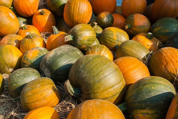 Colorful pumpkins for Halloween Scary Jack — Stock Photo, Image