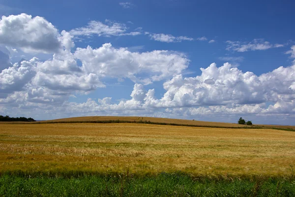 Weizenfeld — Stockfoto