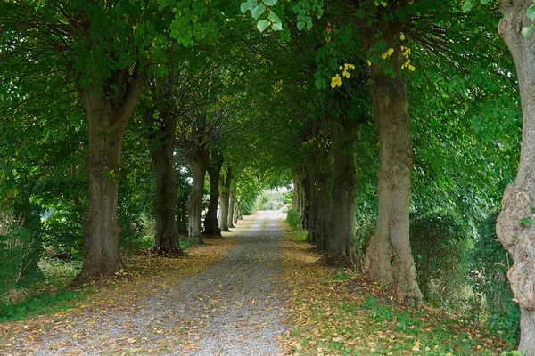 Country road running via trees alley — Stock Photo, Image